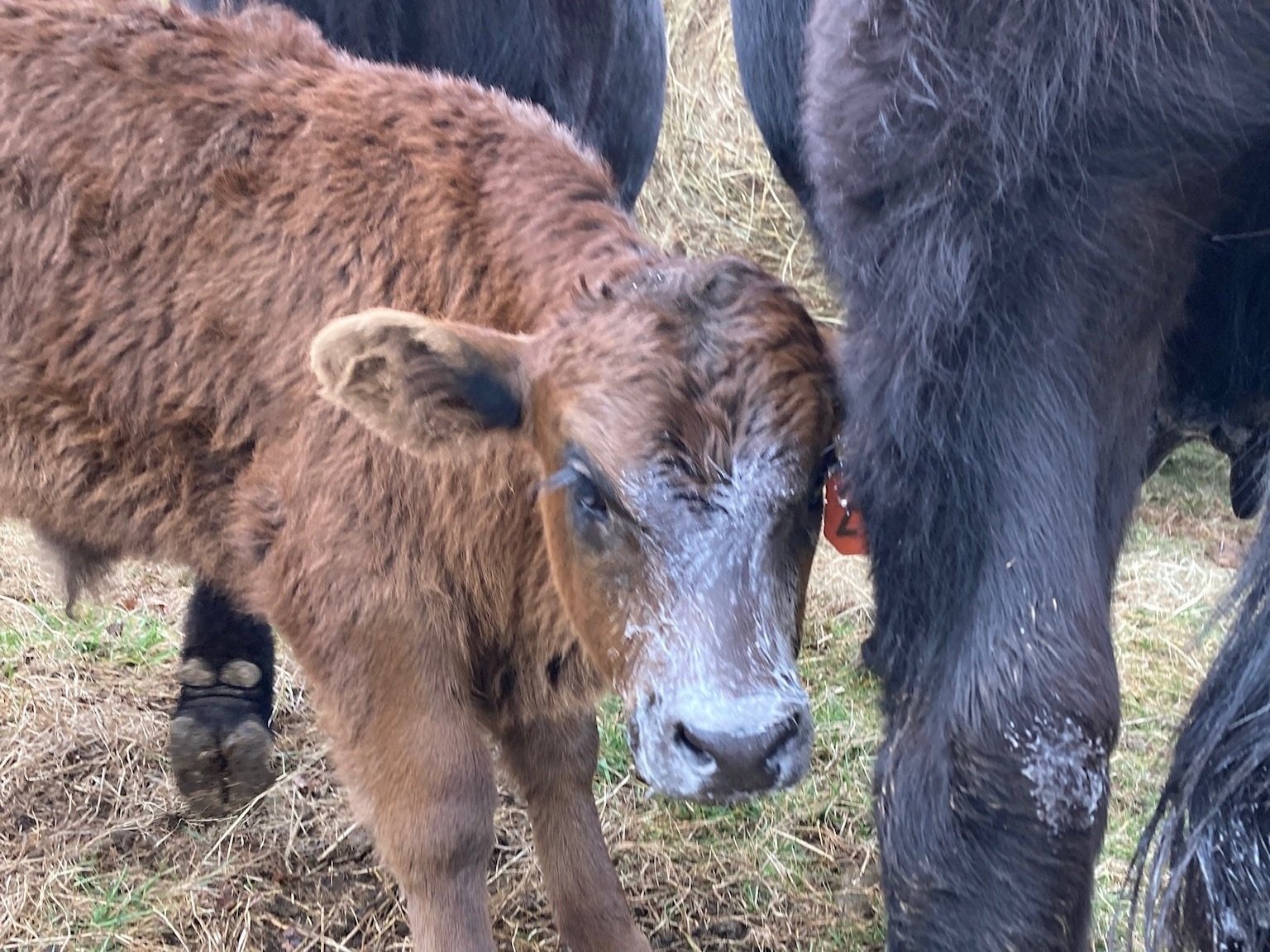 A young brown calf stands close to an adult cow in a grassy field, showcasing the bond between mother and offspring in a rural farming setting.