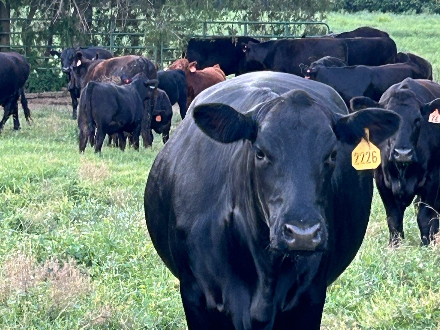 A close-up view of a black cow with an ear tag, surrounded by a herd of cattle grazing in a lush green pasture. The image highlights the agricultural setting and livestock management on a farm.