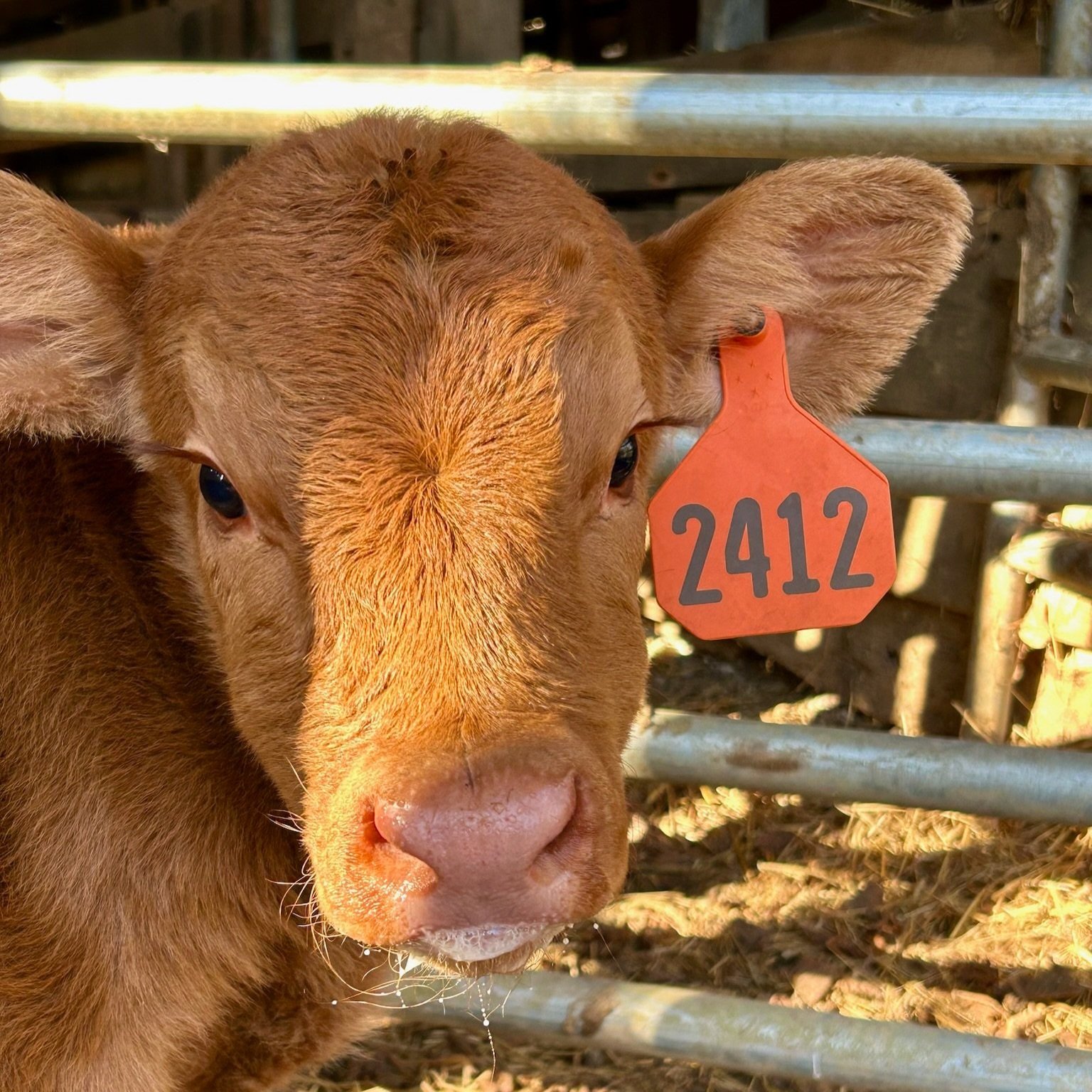 Close-up of a young brown calf with a numbered identification tag (2412) in a barn setting, highlighting its expressive eyes and soft fur.