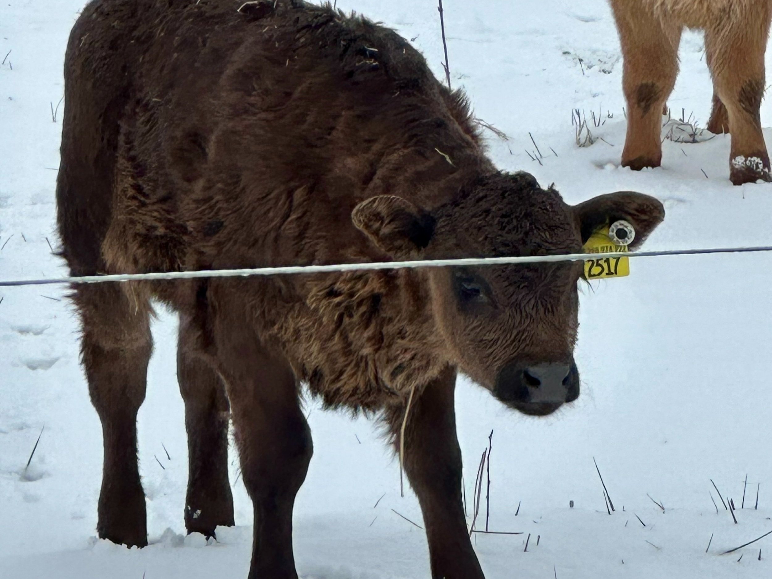A young calf with a yellow identification tag stands in a snowy field, surrounded by winter scenery. The calf has a fluffy coat and is positioned near a fence, with another animal visible in the background.